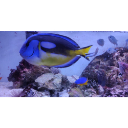 Paracanthurus hepatus